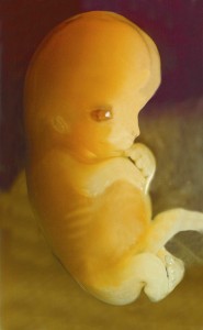 Image of a baby at seven weeks