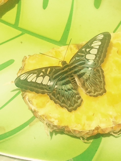 Butterfly